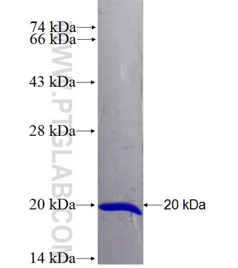 LOC100134934 fusion protein Ag26820 SDS-PAGE