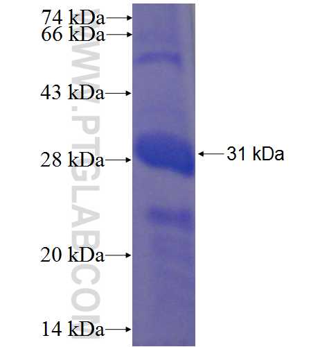 LOC123688 fusion protein Ag23431 SDS-PAGE