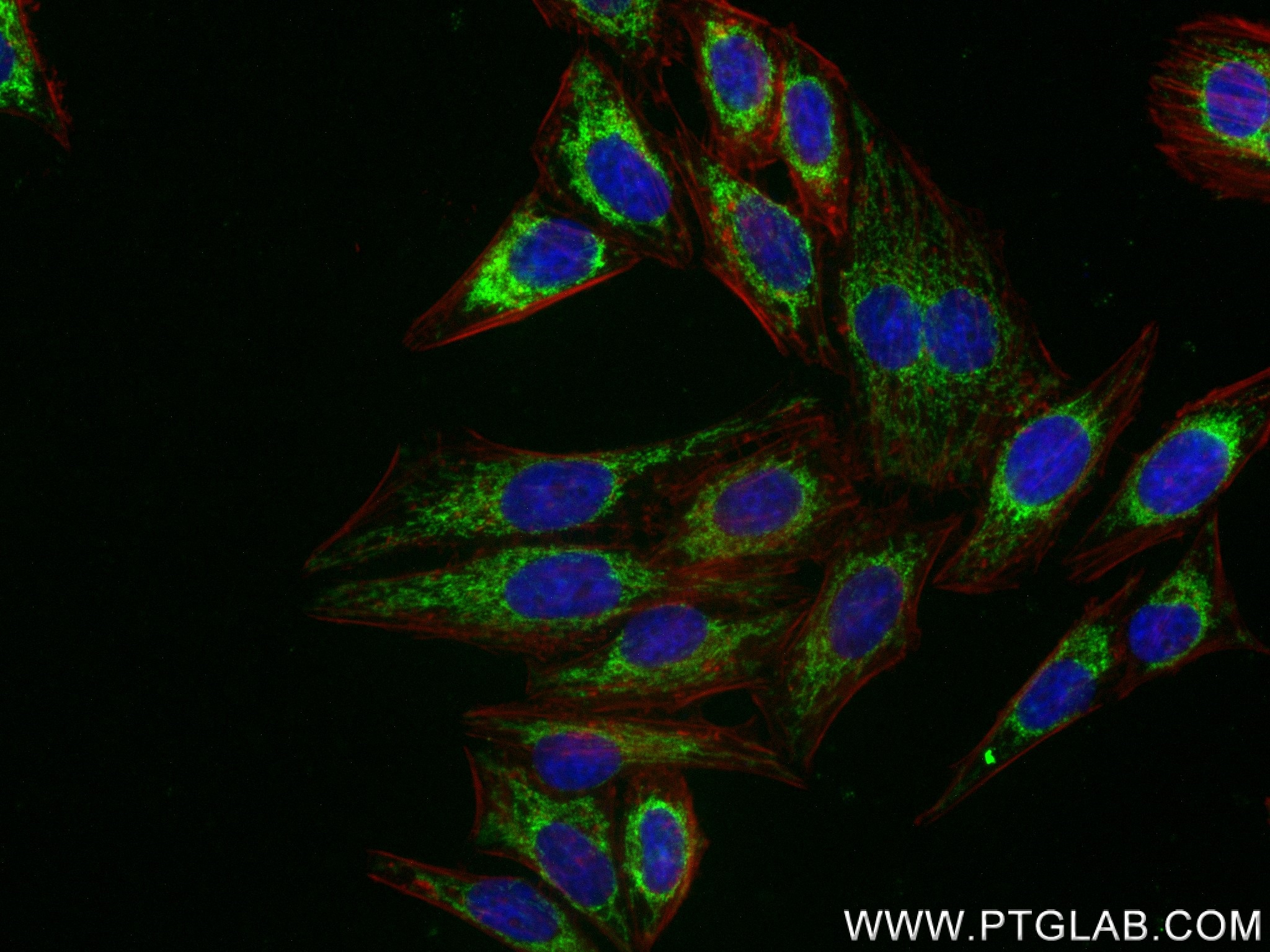 IF Staining of HepG2 using 83552-3-RR