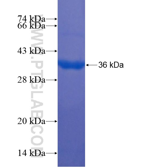 LONRF2 fusion protein Ag22089 SDS-PAGE