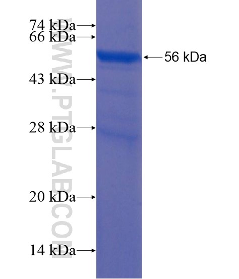 LONRF2 fusion protein Ag22155 SDS-PAGE