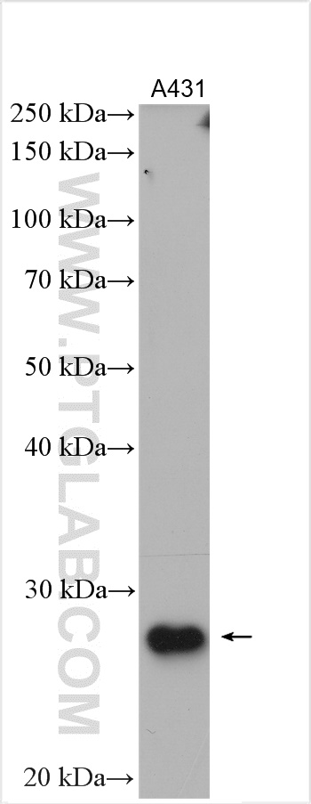 WB analysis of A431 using 55439-1-AP