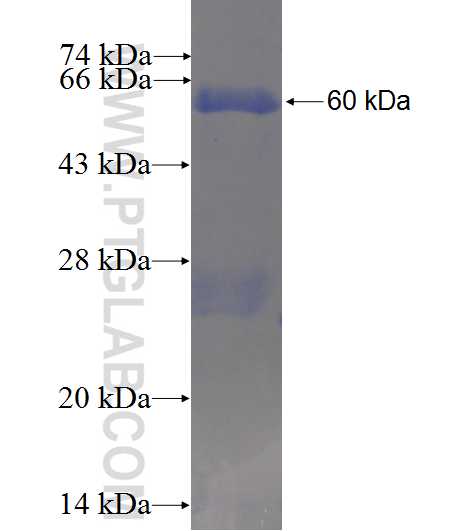 LOXL1 fusion protein Ag24300 SDS-PAGE