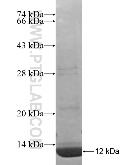 LPAR1,EDG2 fusion protein Ag20860 SDS-PAGE