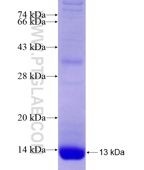 LPAR1,EDG2 fusion protein Ag28984 SDS-PAGE