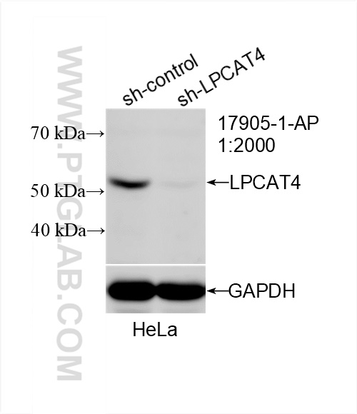 WB analysis of HeLa using 17905-1-AP