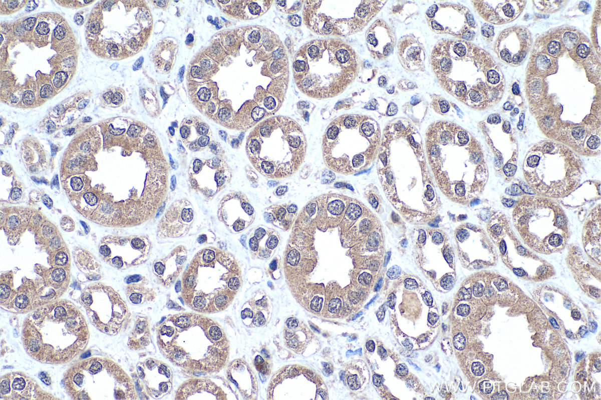 IHC staining of human kidney using 25732-1-AP