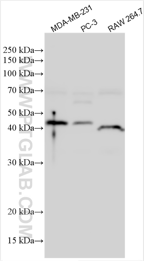 WB analysis using 31231-1-AP