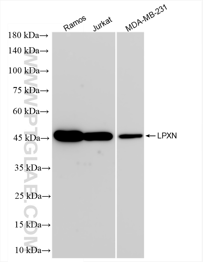 WB analysis using 83657-5-RR (same clone as 83657-5-PBS)