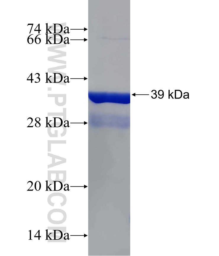 LRIG2 fusion protein Ag29309 SDS-PAGE