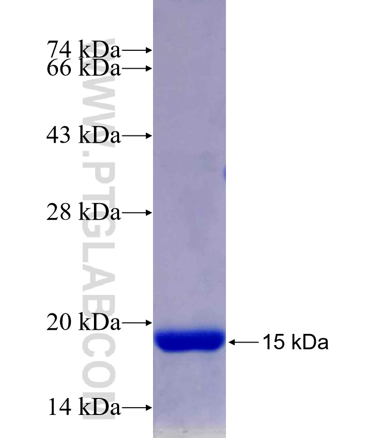 LRIG2 fusion protein Ag29543 SDS-PAGE