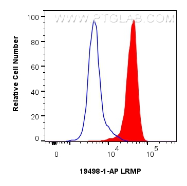 FC experiment of Jurkat using 19498-1-AP