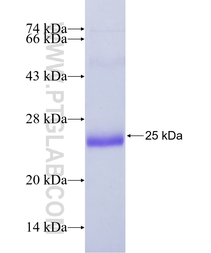 LRP1 fusion protein Ag32521 SDS-PAGE