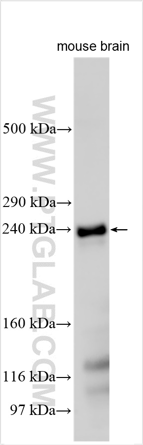 WB analysis using 24434-1-AP