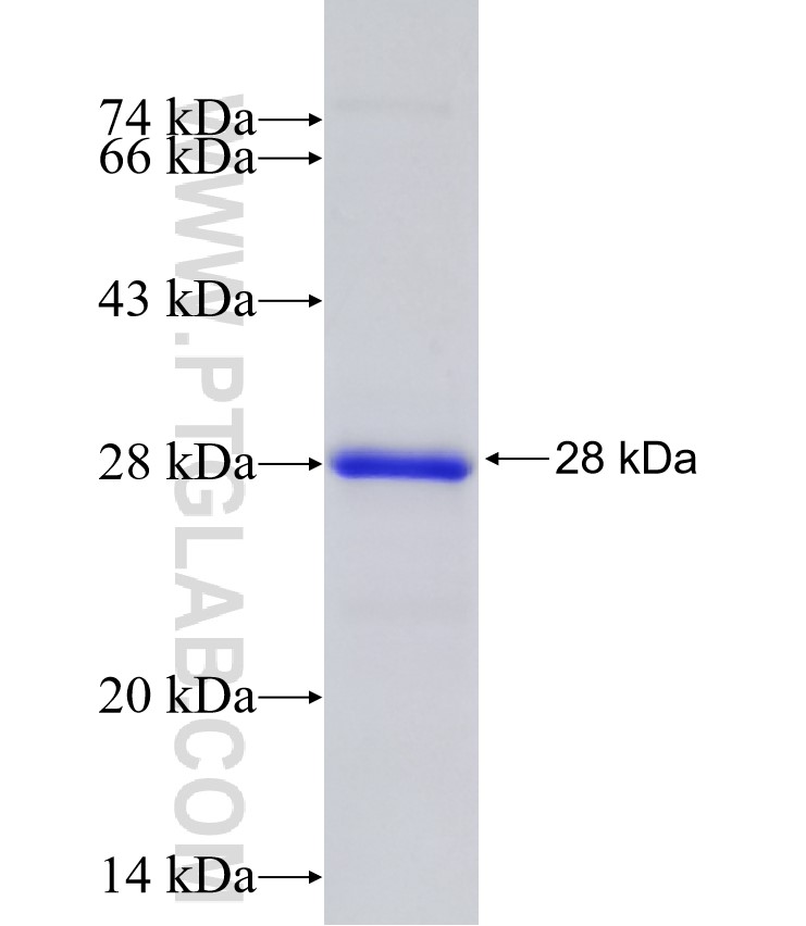 LRP6 fusion protein Ag27544 SDS-PAGE