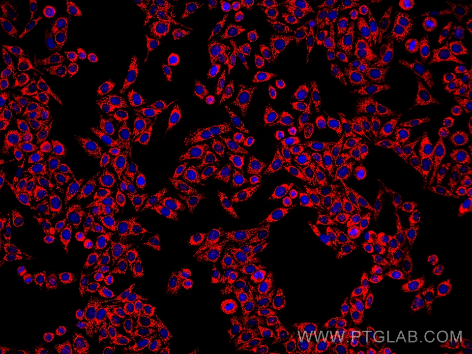 IF Staining of HepG2 using 67679-1-Ig