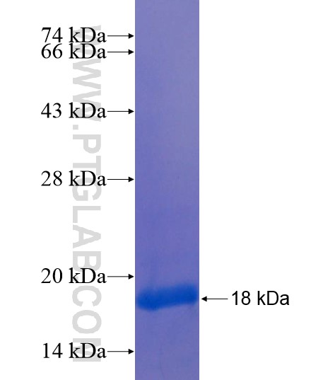 LRRC3 fusion protein Ag21808 SDS-PAGE