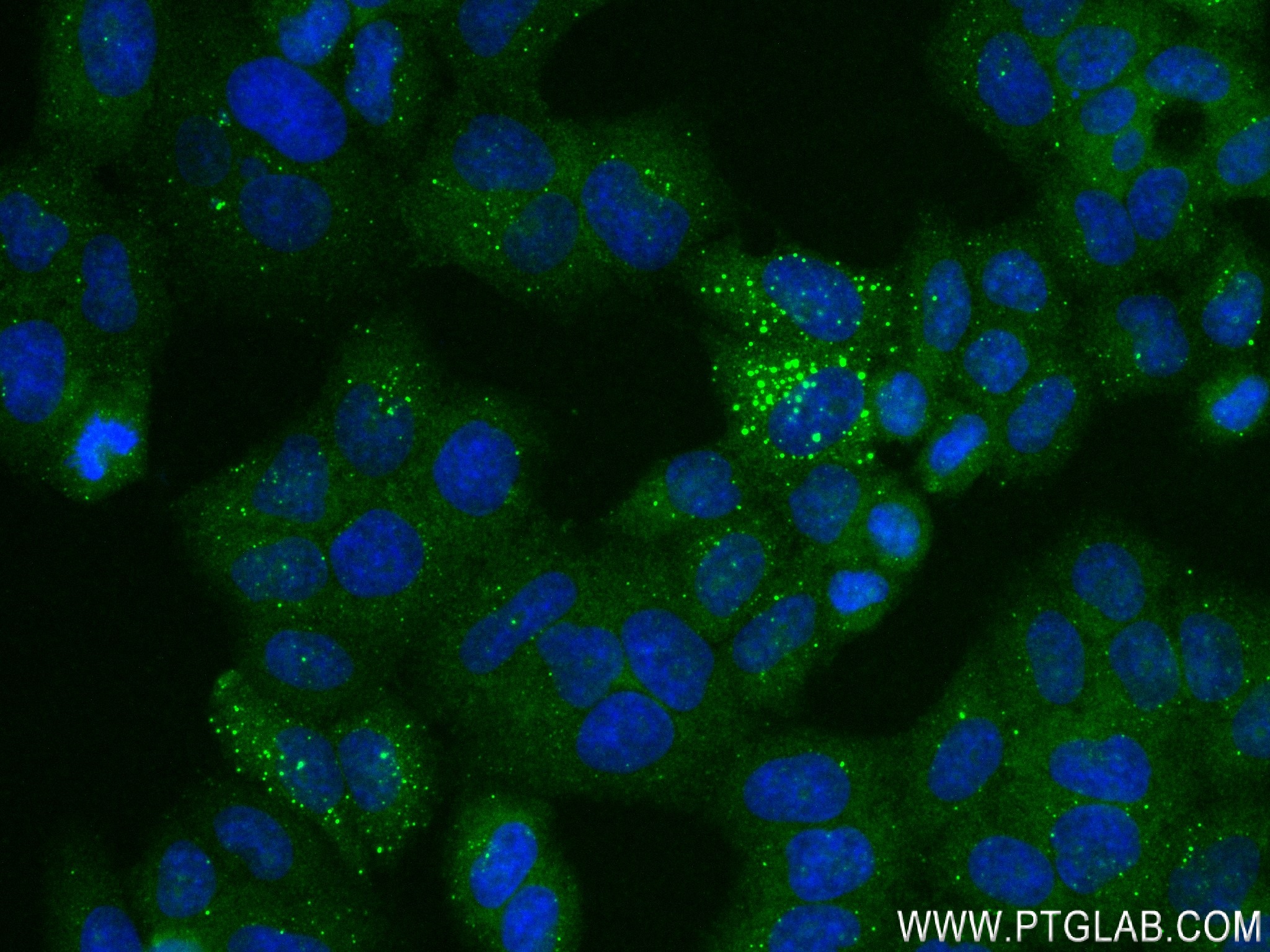 IF Staining of L02 using 83693-3-RR (same clone as 83693-3-PBS)