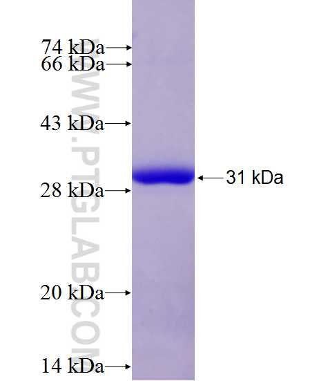 LRRC48 fusion protein Ag26897 SDS-PAGE