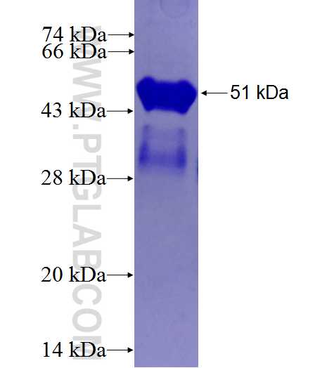 LRRC48 fusion protein Ag26928 SDS-PAGE