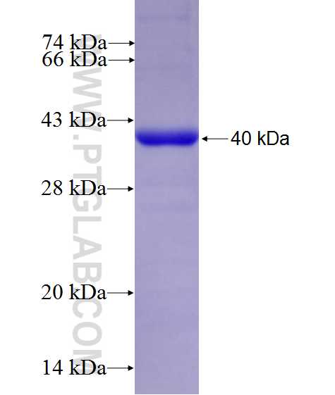 LRRC49 fusion protein Ag27108 SDS-PAGE