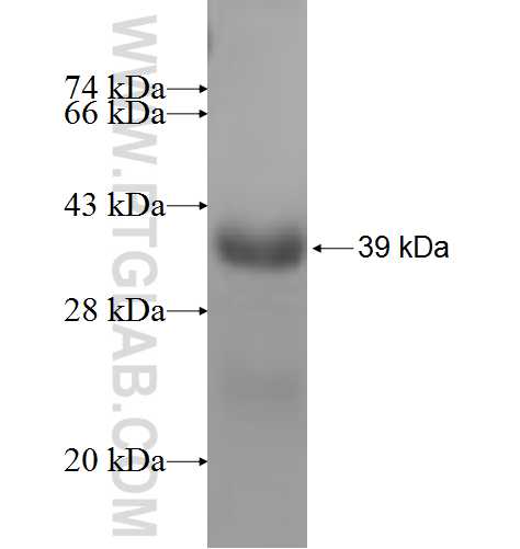 LRRC4C fusion protein Ag5035 SDS-PAGE