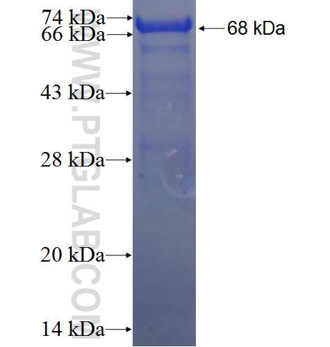 LRRCC1 fusion protein Ag23522 SDS-PAGE