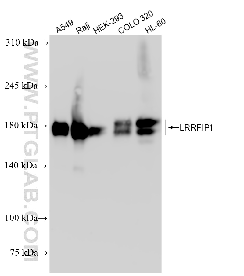 WB analysis using 84778-2-RR