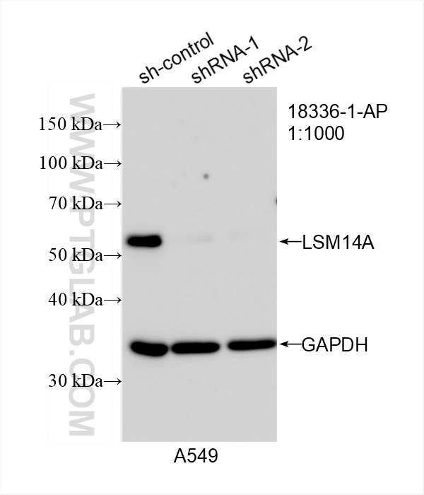 WB analysis of A549 using 18336-1-AP