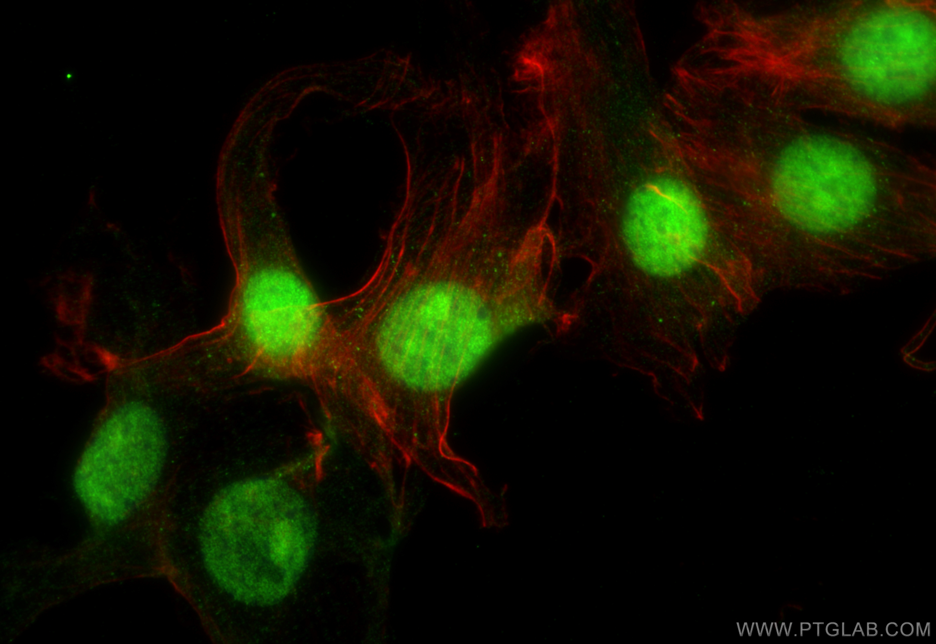 IF Staining of NIH/3T3 using 15879-1-AP