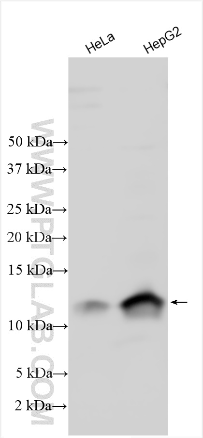 WB analysis using 15879-1-AP