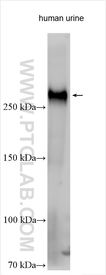 WB analysis using 28824-1-AP