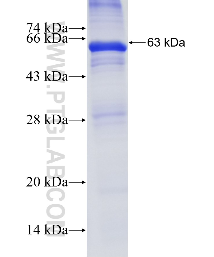 LTBP4 fusion protein Ag34270 SDS-PAGE