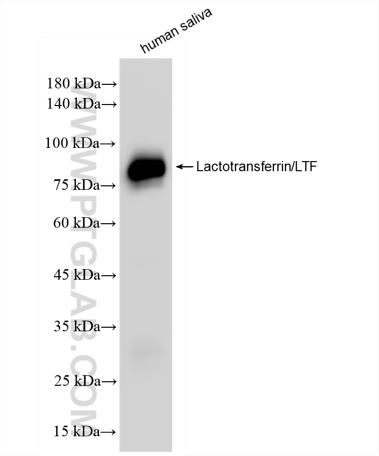 WB analysis of human saliva using 83409-5-RR (same clone as 83409-5-PBS)