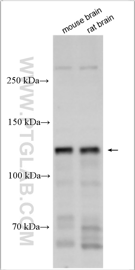 WB analysis using 17483-1-AP