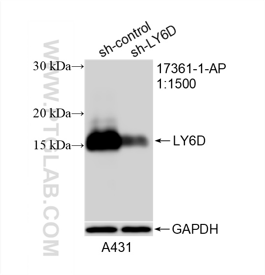 WB analysis of A431 using 17361-1-AP