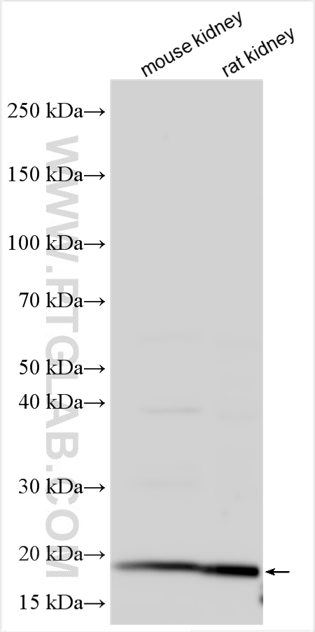 WB analysis using 22144-1-AP (same clone as 22144-1-PBS)