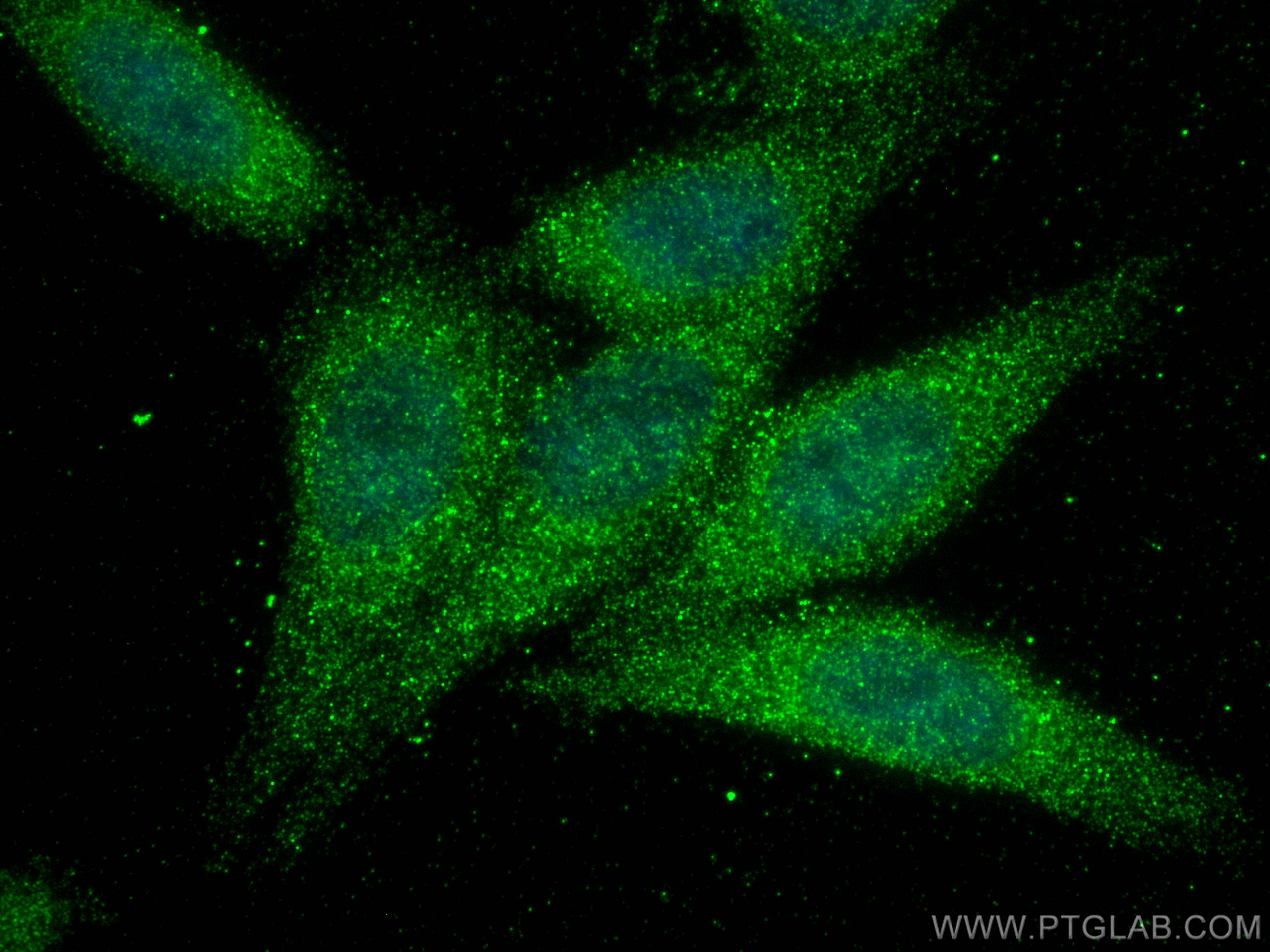 IF Staining of HepG2 using 60211-1-Ig
