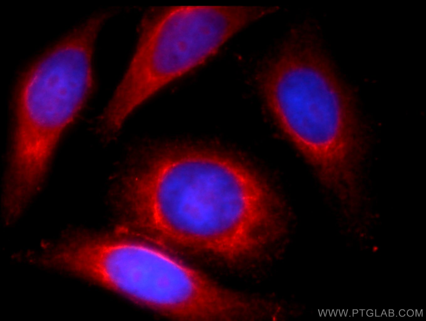 IF Staining of HepG2 using 23833-1-AP