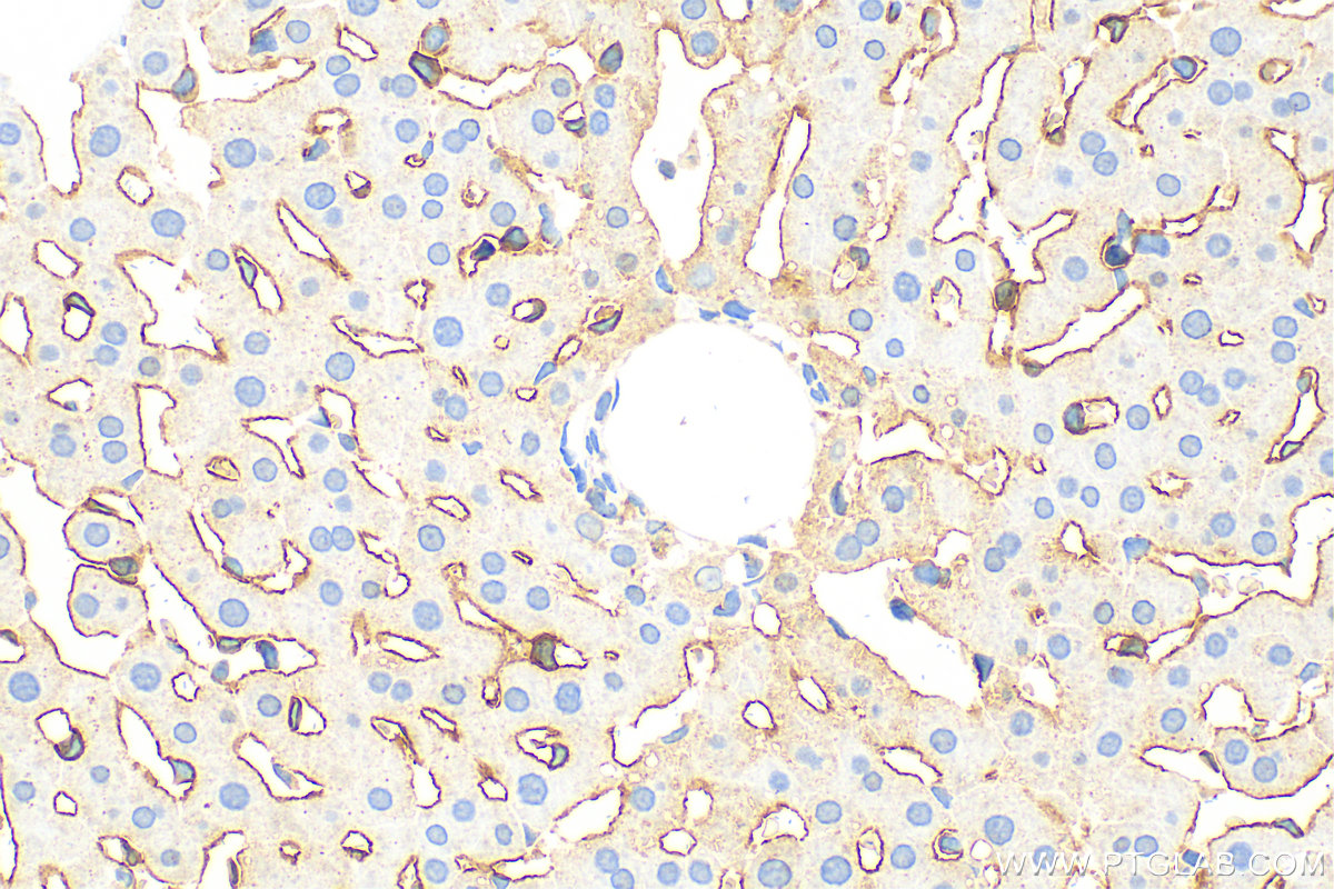 IHC staining of rat liver using 28321-1-AP