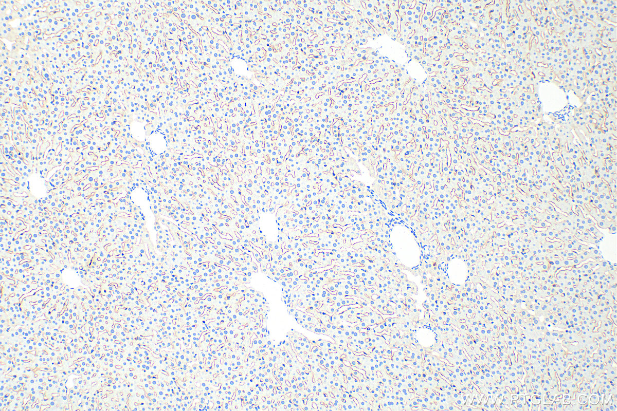 IHC staining of rat liver using 28321-1-AP