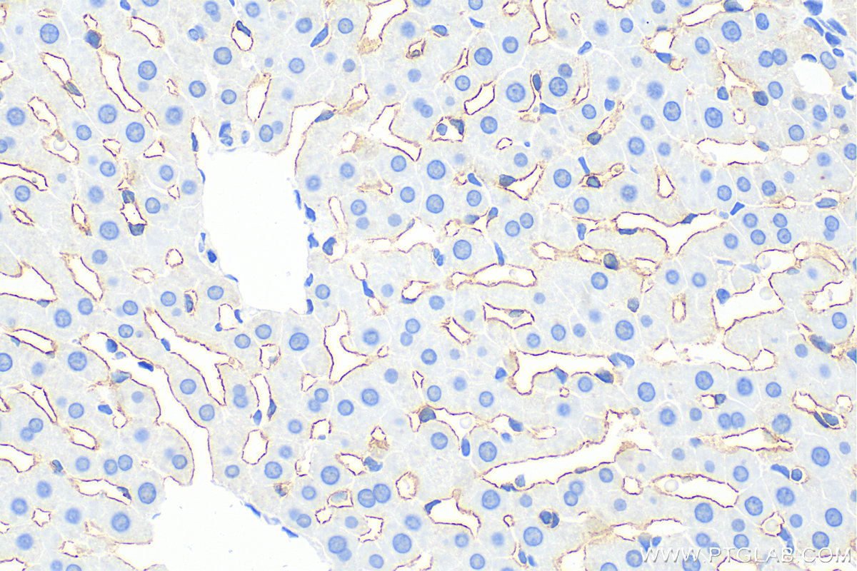 IHC staining of rat liver using 28321-1-AP