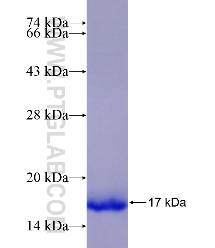 LYZL6 fusion protein Ag29284 SDS-PAGE