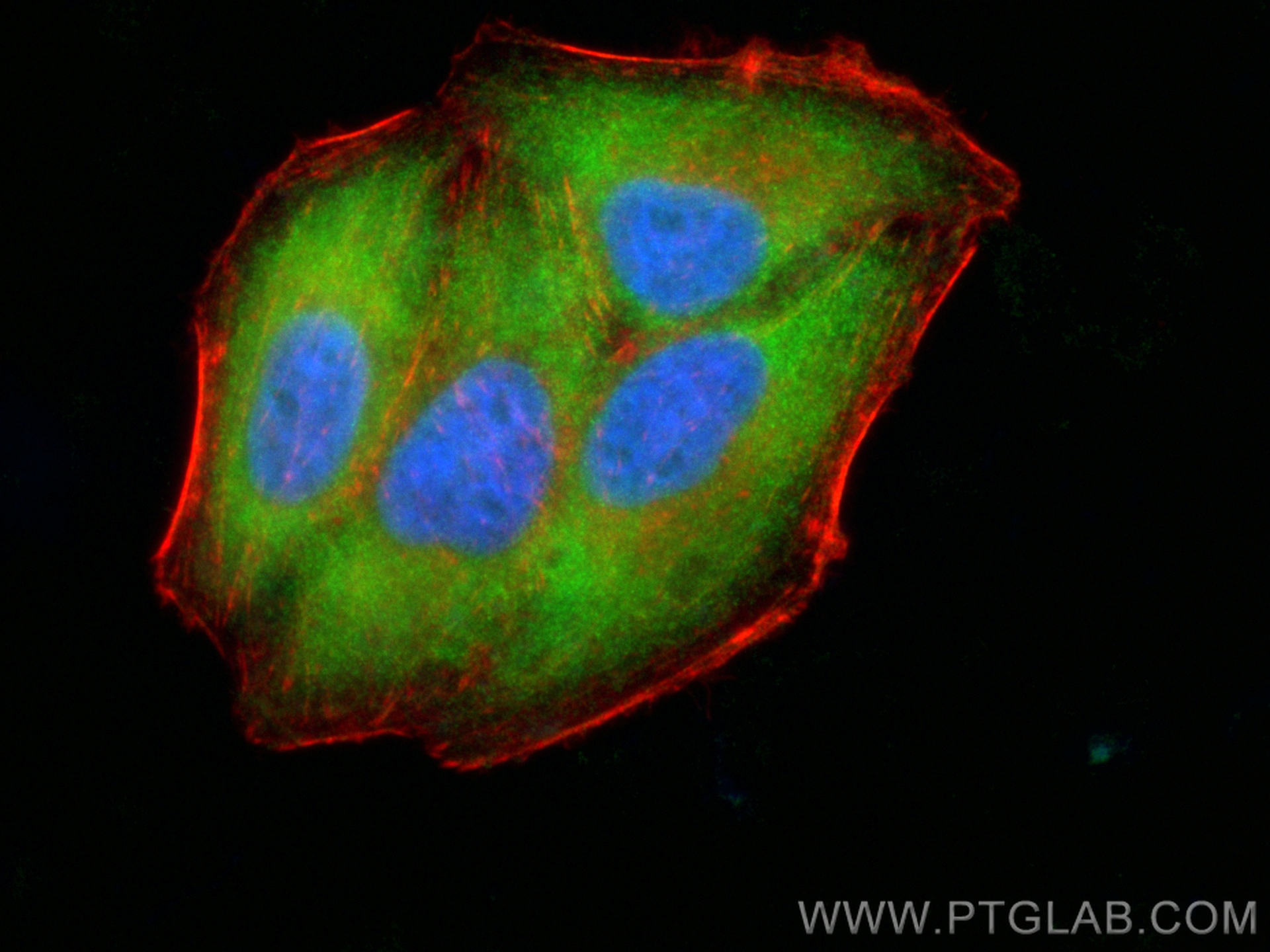 IF Staining of HepG2 using CL488-17073