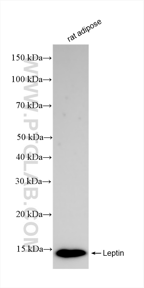 WB analysis of rat adipose using 83655-3-RR