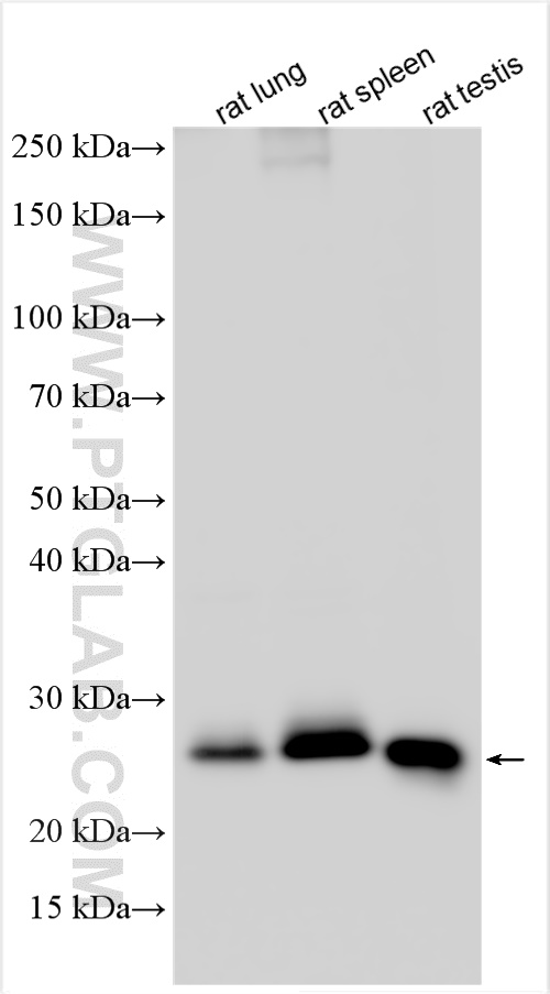 WB analysis using 31452-1-AP