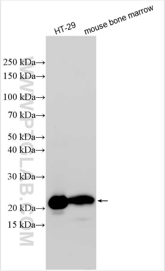 WB analysis using 31721-1-AP