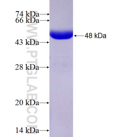 Luciferin 4 fusion protein Ag27633 SDS-PAGE