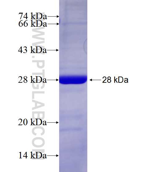 Luciferin 4 fusion protein Ag27673 SDS-PAGE