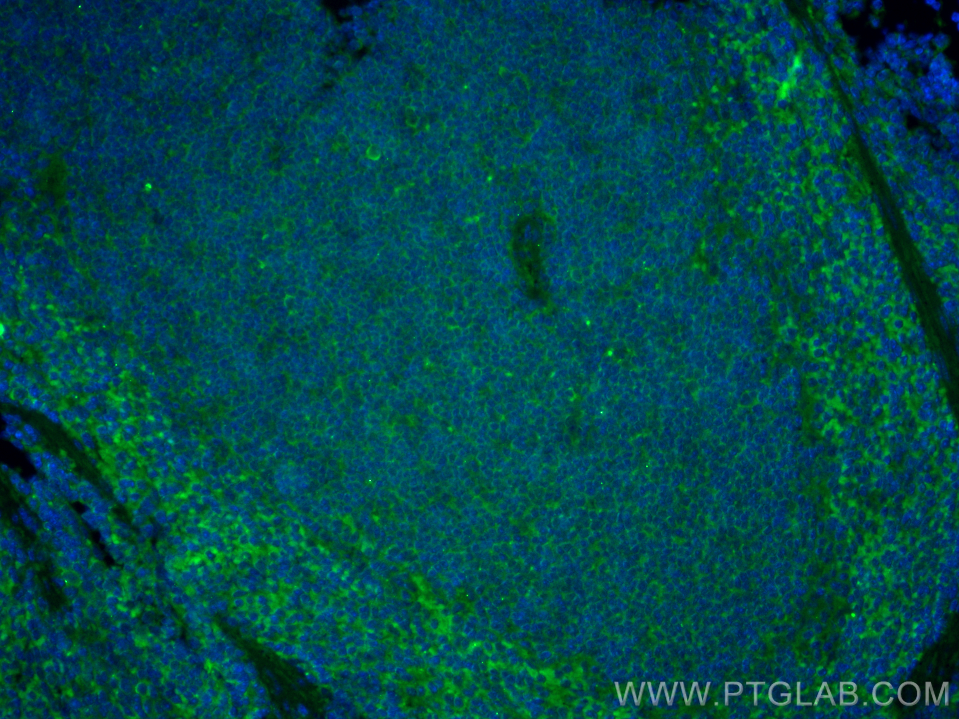 IF Staining of mouse spleen using CL488-10677